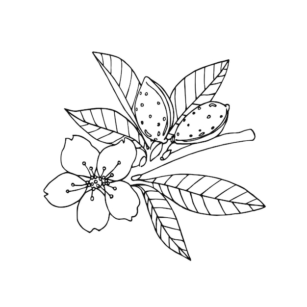 Миндальная ветвь с листьями цветочных орехов в элементе скорлупы декоративного узора
