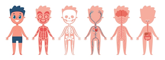 Вектор Анатомия тела мальчика человеческая мышечная скелетная система кровообращения, нервная и пищеварительная системы векторный набор