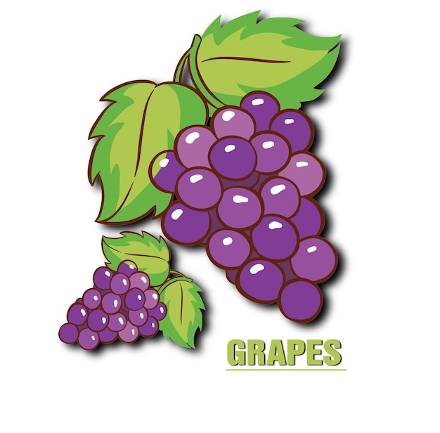 Grapes vector art illustration