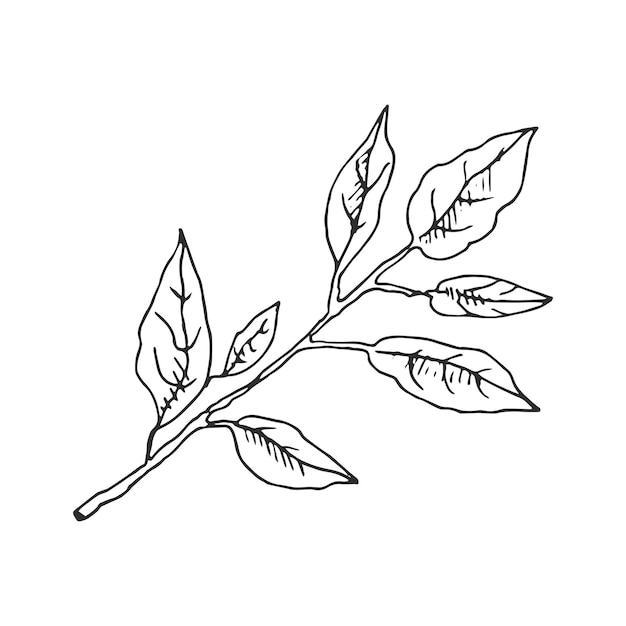 Ручной рисунок векторного наброска ветки лимонного дерева с листьями, отлично подходит для плакатного меню или этикетки