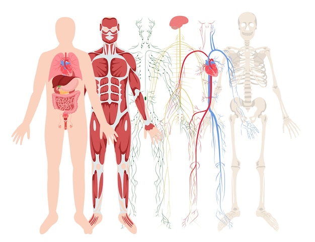 Вектор Ручно нарисованный плоский фон состава системы органов человеческого тела с различными системами органов