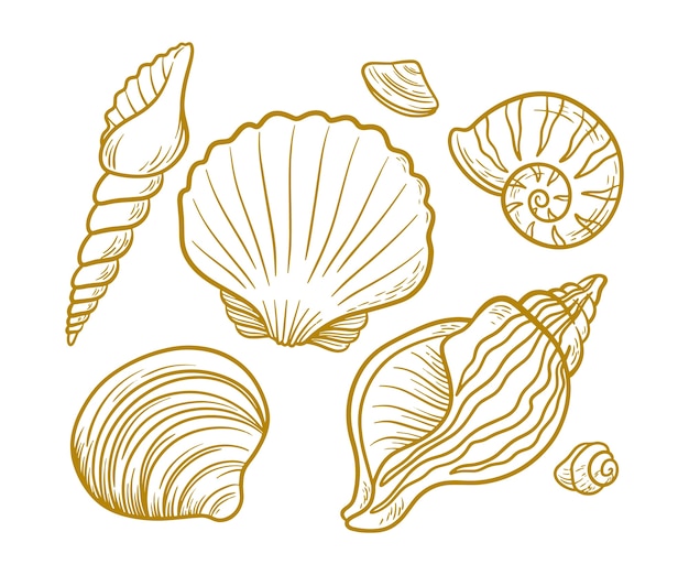 Vector hand drawn seashell outline illustration