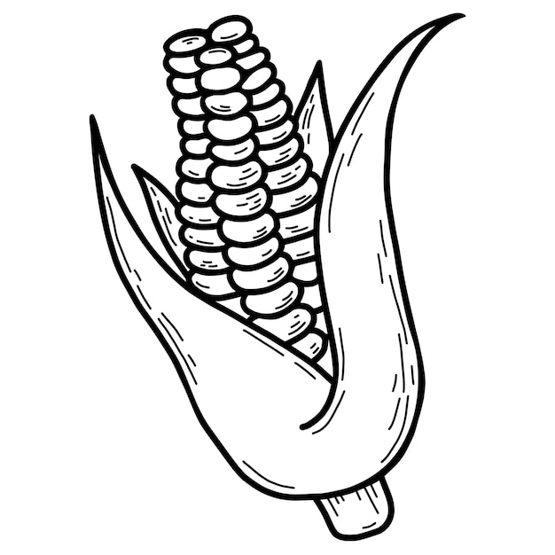 Head of corn with leaves Beautiful ripe corn fruit Vector illustration Linear hand drawing outline