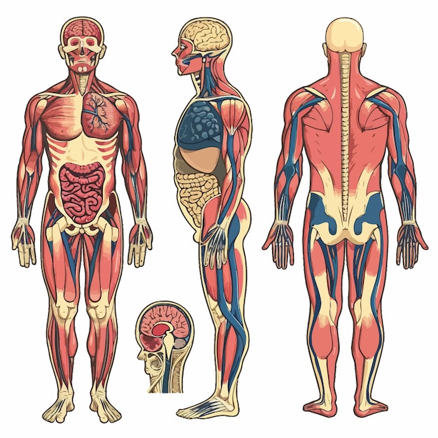 Вектор Анатомия человеческого тела