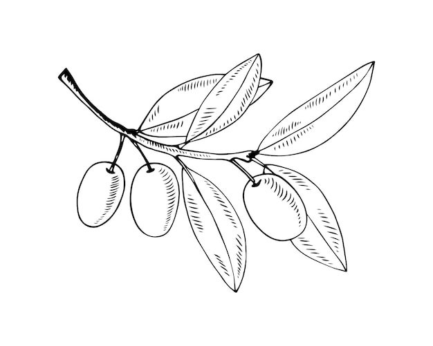 Оливковая ветвь, изолированные на белом в рисованной стиле векторные иллюстрации контура