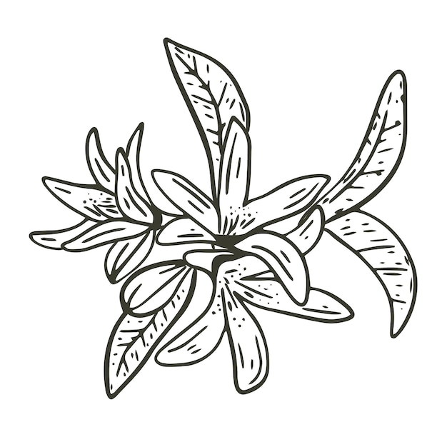 Векторная иллюстрация соцветия лимонного дерева, нарисованная вручную