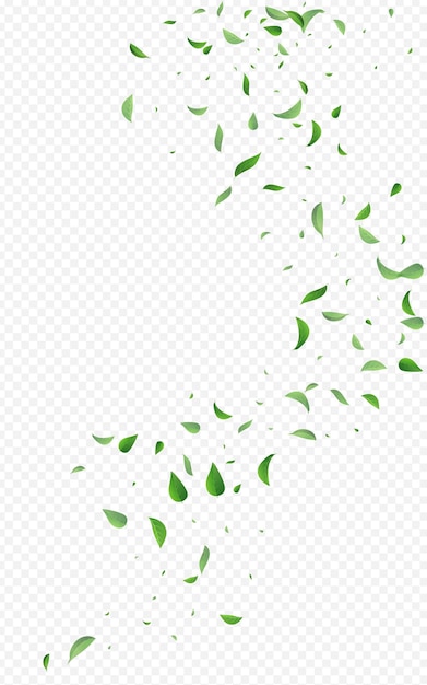 Vector lime greens tree vector transparent background