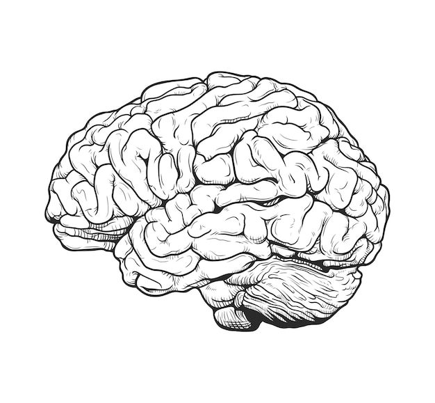 Vector monochrome brain engraving vector drawing illustration side view comic style on white background
