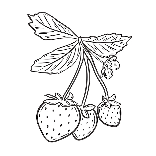 Клубника на ветке с векторной иллюстрацией листьев