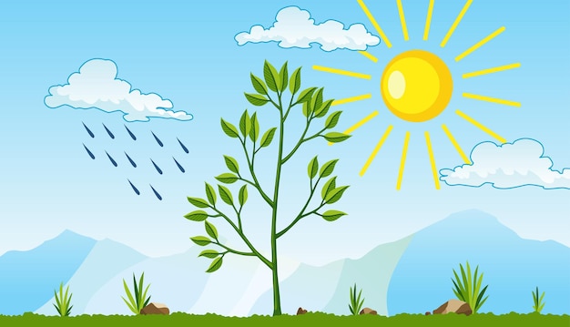 Vector photosynthesis as a process of tree produce oxygen using rain and sun. process of photosynthesis in plant. colorful biology illustration for education in flat style