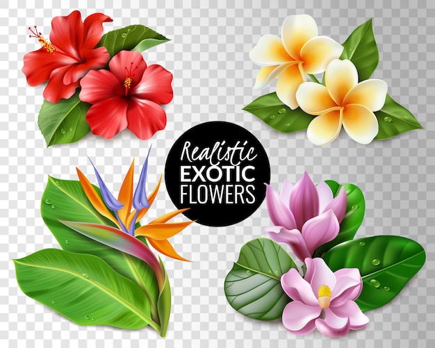 Vector raelistic exotic flowers transparent background set. collection of tropical flowers on transparent background  elements hibiscus magnolia strelitzia plumeria and leaves.