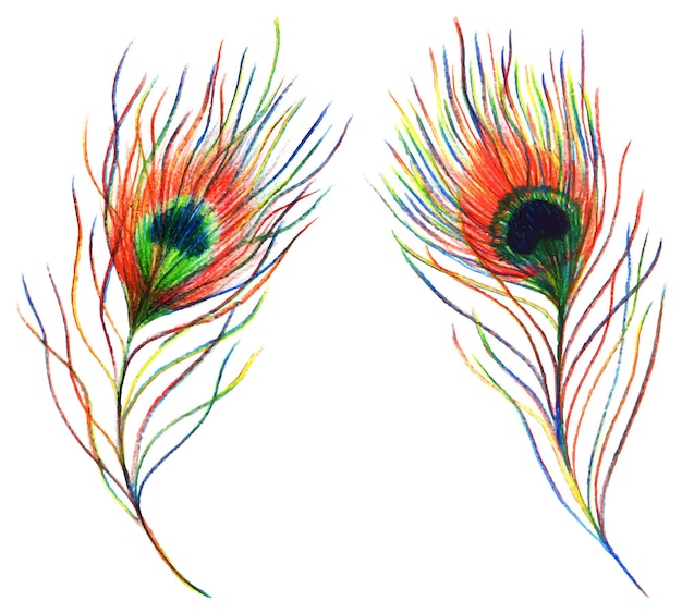 Две пары радужных красочных павлиньих перьев вектор изолированы