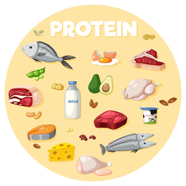 Вектор Разнообразие белковой пищи