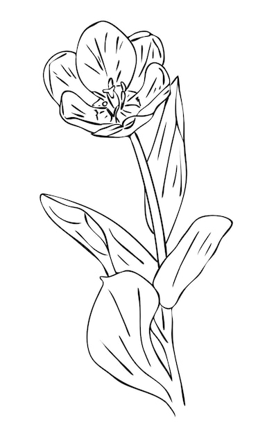 Векторная иллюстрация, изолированный цветок тюльпана с листьями в черно-белых тонах, наброски ручная роспись рисунок