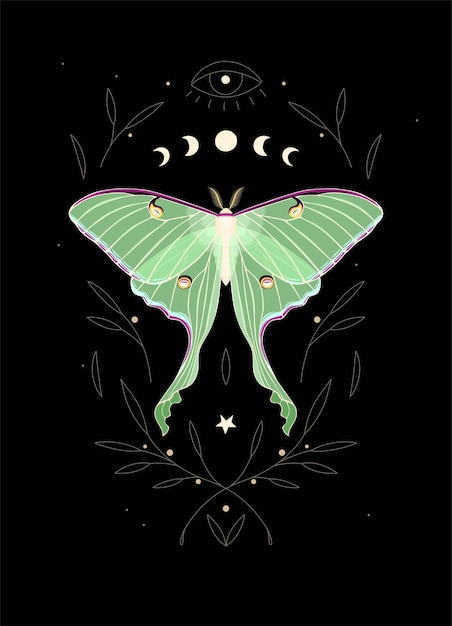 Vector vector illustration of moon moth and moon cycle