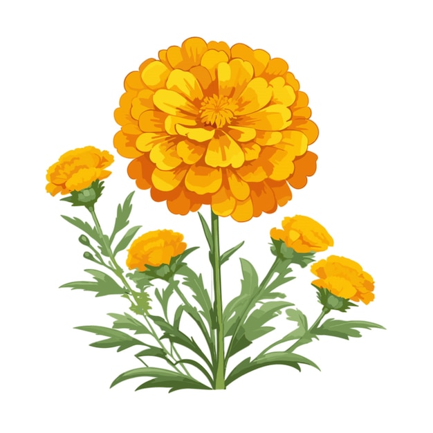 Plik wektorowy wektor marigold blooms na białym tle