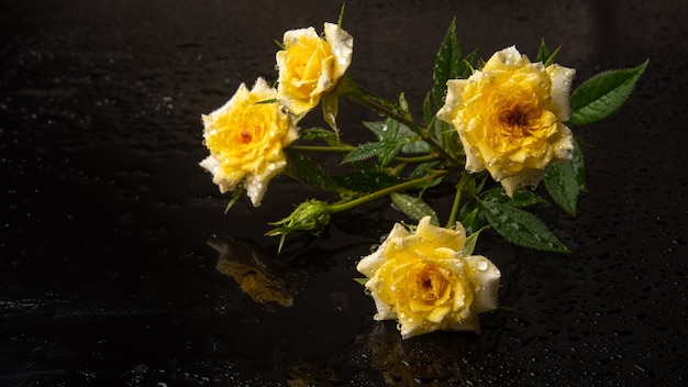 Zdjęcie bukiet róż z rosą na mokrej powierzchni, selektywne focus.