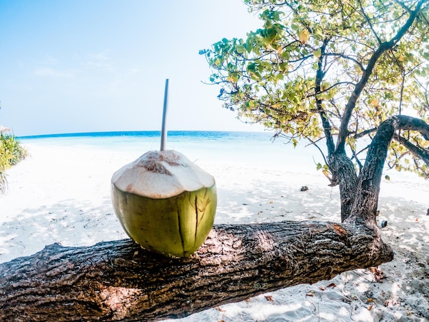 Zdjęcie kokos na tropikalnej plaży