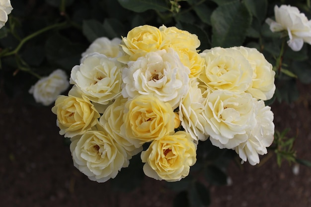 Zdjęcie zbliżenie żółtych róż
