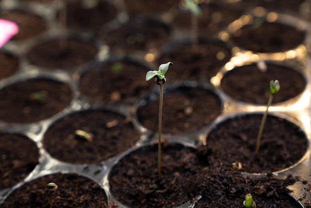 Zdjęcie zbliżenie sadzonek sadzonki konopi w satysfakcjonującej tacy do sadzenia wypełnionej glebą