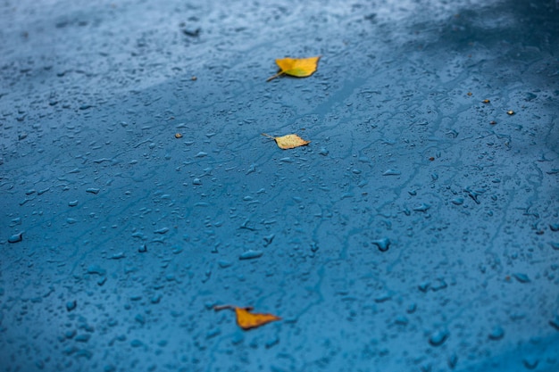 Zdjęcie Żółte liście brzozy na azurowo-niebieskim kapturze samochodu w jesiennym świetle po deszczu