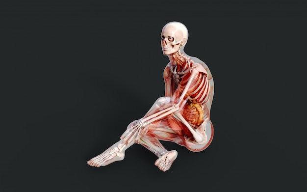 Photo 3d illustration of a male skeleton muscle system, bone and digestive system with clipping path