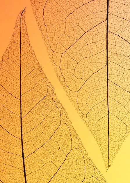 Top view of translucent leaves texture
