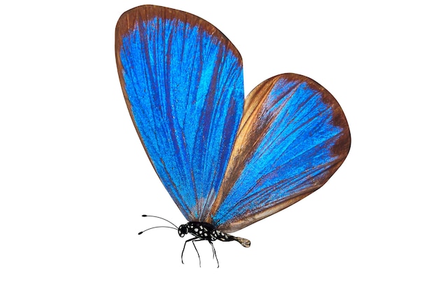 Тропическая голубая бабочка. изолированные на белом фоне