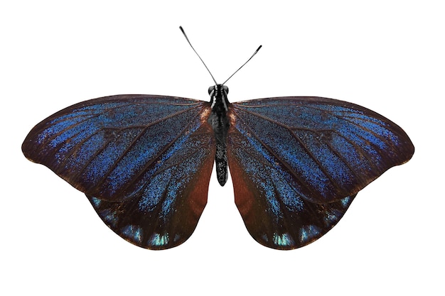 Тропическая синяя бабочка, изолированная на белом