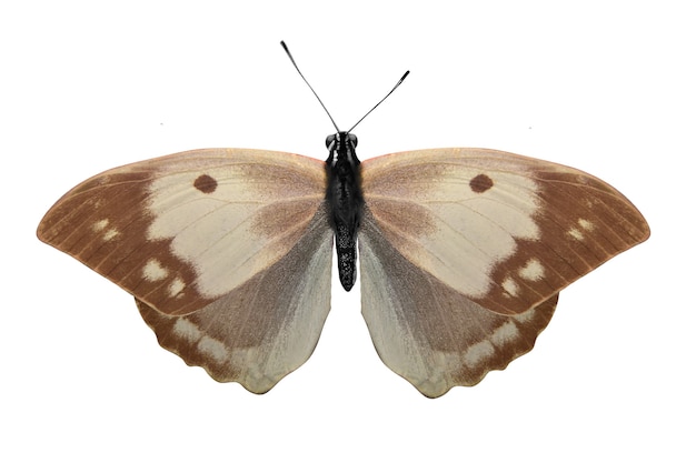 Тропическая коричневая бабочка, изолированные на белом фоне