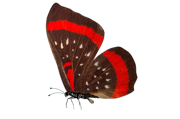 Тропическая коричневая бабочка с красными полосами