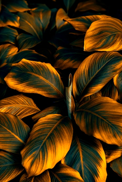 тропические листья абстрактные зеленые листья текстура природа фон
