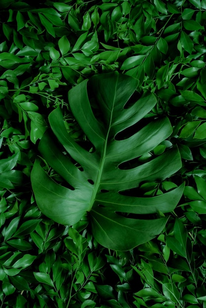 Фото Тропические листья, абстрактная текстура зеленых листьев, природный фон