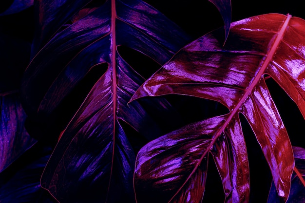 Фото Тропический лист фон фиолетовый неоновый тонированный свет