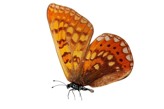 Тропическая оранжевая бабочка, изолированная на белом