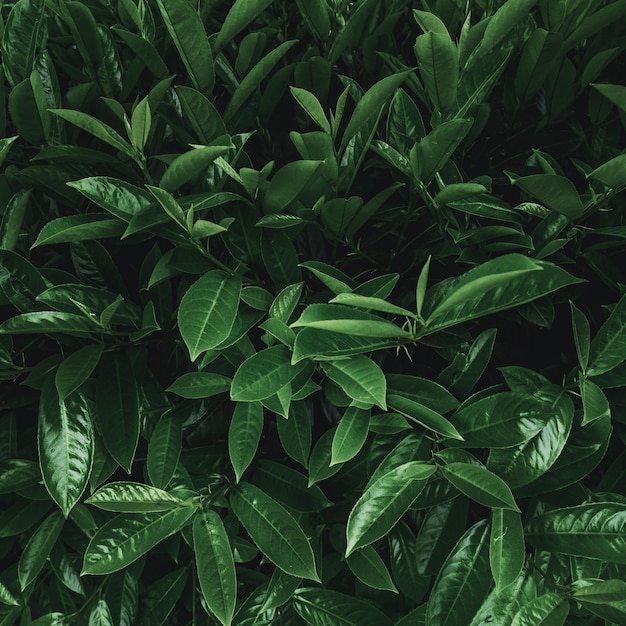 Фото Тропические растения листья макро крупным планом квадратный фон