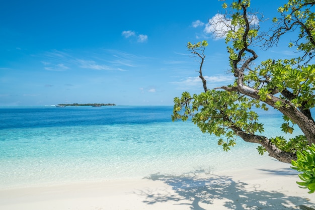Фото Тропический летний пляж с деревьями на переднем плане