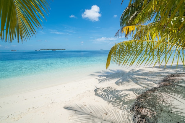 Фото Тропический летний пляж с деревьями на переднем плане