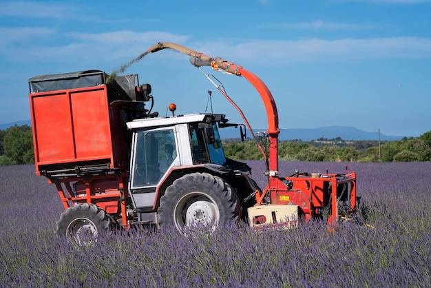 Tractor harvesting lavender in a field