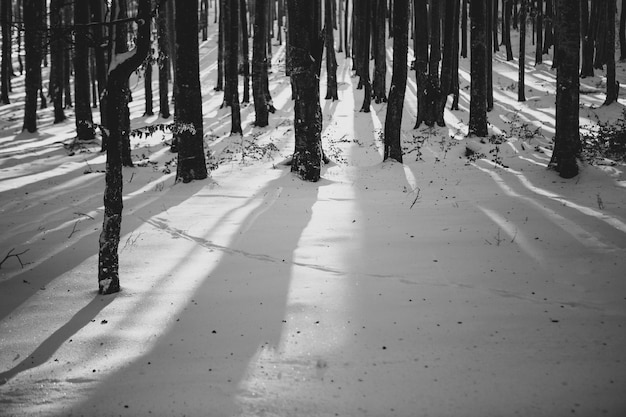 写真 冬の森の木々
