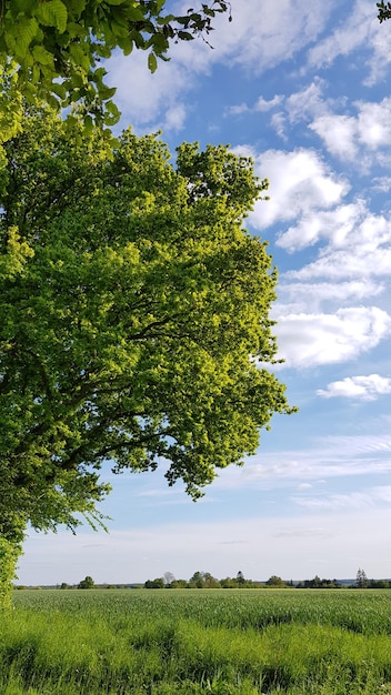 Фото Деревья на поле на фоне неба