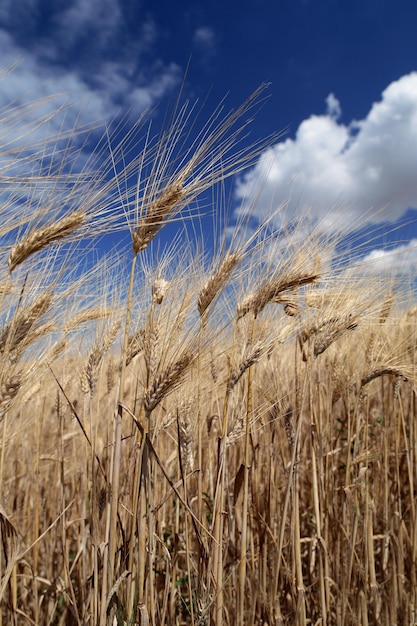 Фото Пшеница растет на поле на фоне неба
