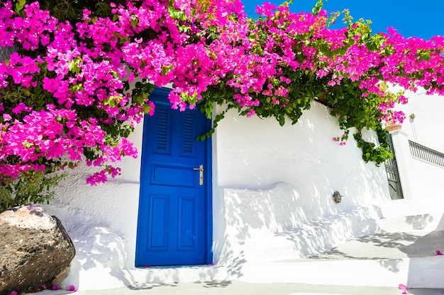 Photo white cycladic architecture with blue door and pink flowers of bougainvillea on santorini island, greece.