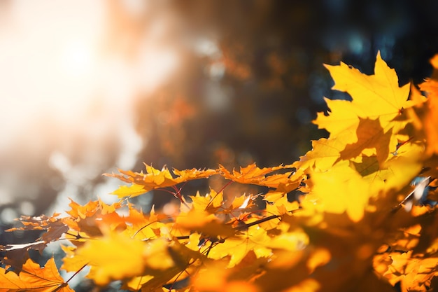 노란 가을 단풍은 화창한 날 숲에 나뭇잎. 아름다운 가을 자연 배경