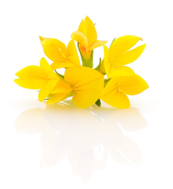 Yellow flower isolated on a white background