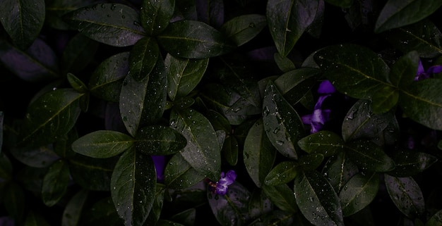 Фото Близкий взгляд на кучу зеленых листьев с фиолетовыми цветами