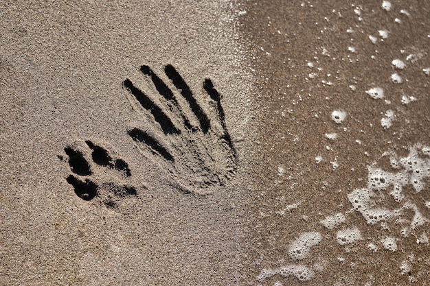 사진 모래에 발자국 사람 손의 흔적과 모래 해변에 개 발