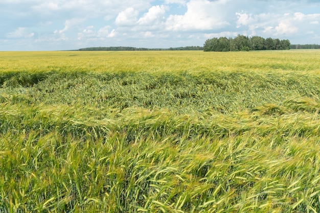 Фото Большое поле зеленой молодой пшеницы на фоне голубого неба и леса след в поле от уборочной техники экологическое сельское хозяйство выращивание зерновых культур