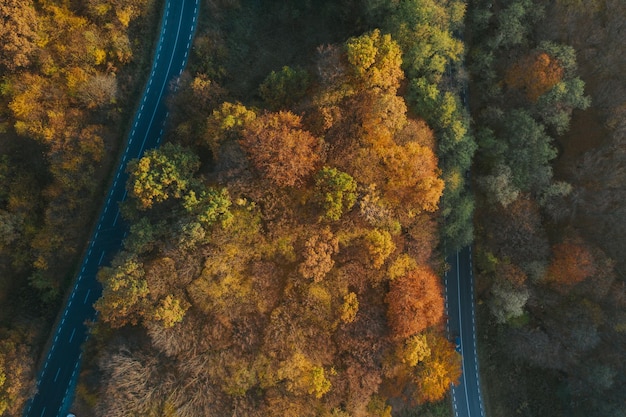 Фото Воздушный вид дорог среди деревьев в лесу