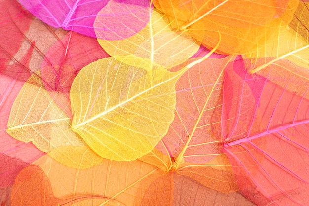 Assortment of colored plant leaves